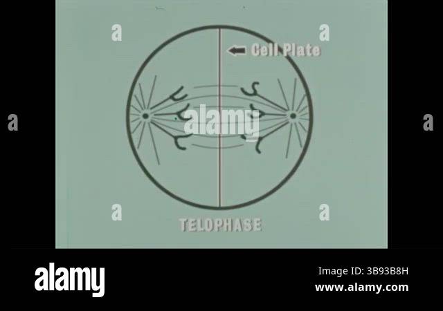 USA - 1965 - The telophase phase of DNA mitosis, detailing the final ...