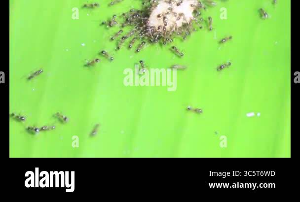 Ants carrying insects. An insect larva died. A group of ants came and ...