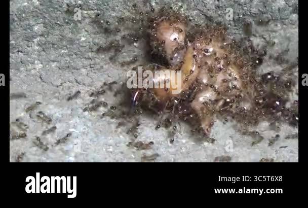 Ants carrying insects. An insect larva died. A group of ants came and ...