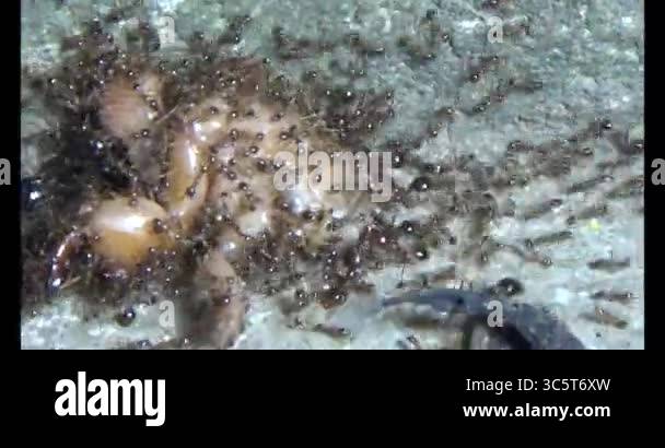 Ants carrying insects. An insect larva died. A group of ants came and ...