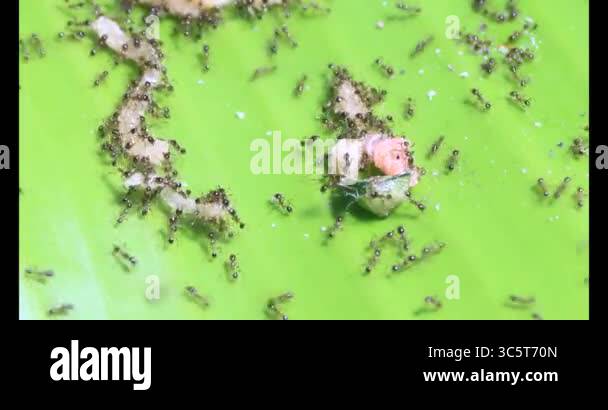 Ants carrying insects. An insect larva died. A group of ants came and ...