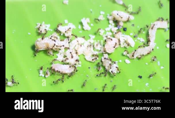 Ants carrying insects. An insect larva died. A group of ants came and ...