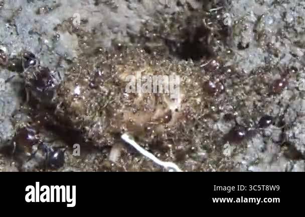 Ants carrying insects. An insect larva died. A group of ants came and ...
