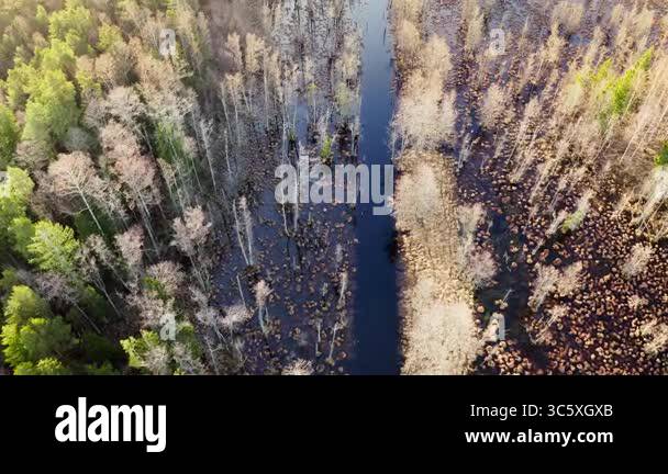 Aerial view slow motion forward looking down. Fresh spring greenery in ...