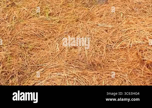 Rice straw japan Stock Videos & Footage - HD and 4K Video Clips - Alamy