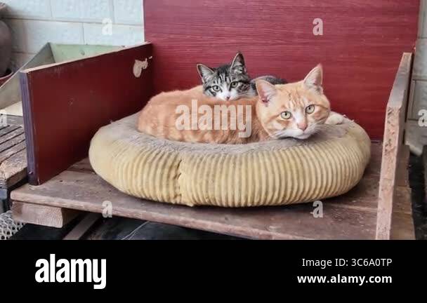 A cute orange cat, Chinese rural cat Stock Video Footage - Alamy