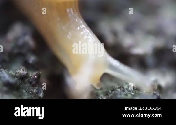 This close-up shot captures the intricate details of a snail's shell ...