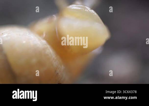 This close-up shot captures the intricate details of a snail's shell ...