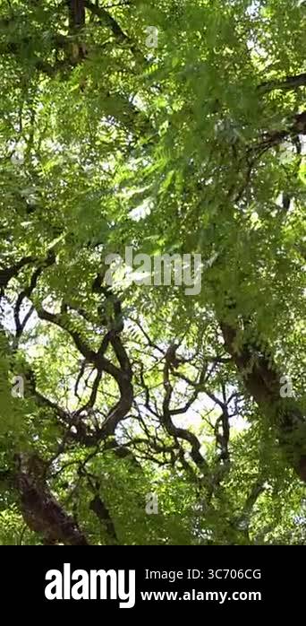 Green tree crown background. Lush green canopy. Nature, environment ...