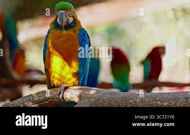 Image showcasing A large, brightly colored parrot sits on a perch Stock Video Footage ...