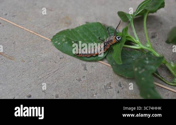 Common indian crow or Euploea core. Larvae of common crow butterfly ...