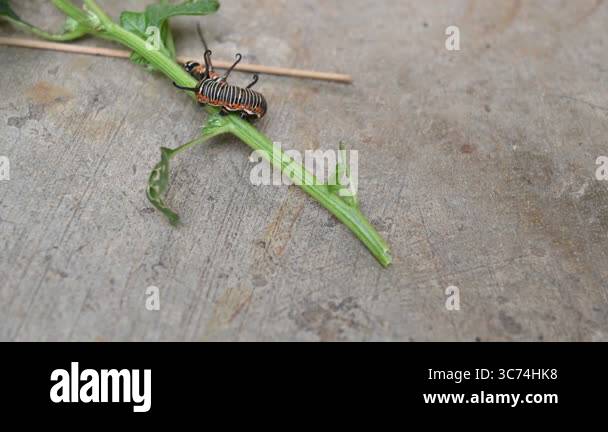 Common indian crow or Euploea core. Larvae of common crow butterfly ...
