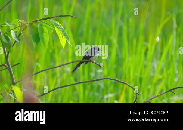 Two Malaysian fantails take turns perching on a branch in a rice field ...