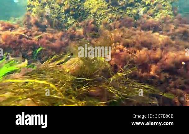 Polyphysa Algae Underwater landscape in the Black sea, overgrown with different types ...