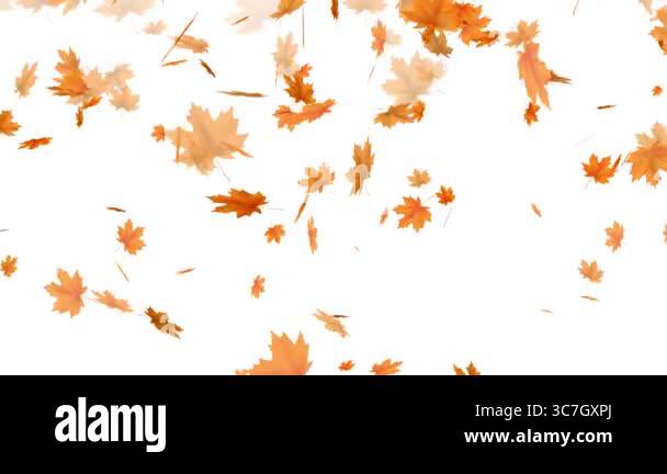 Falling Maple Autumn Leaves Loop Animation Perfect For Compositing