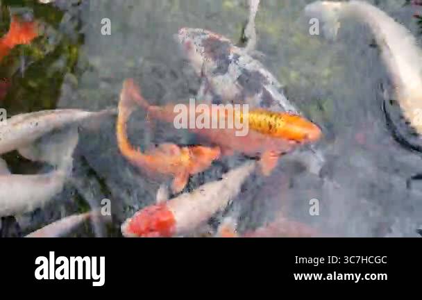 Close-up view of a group of colorful koi fish swimming in a pond ...