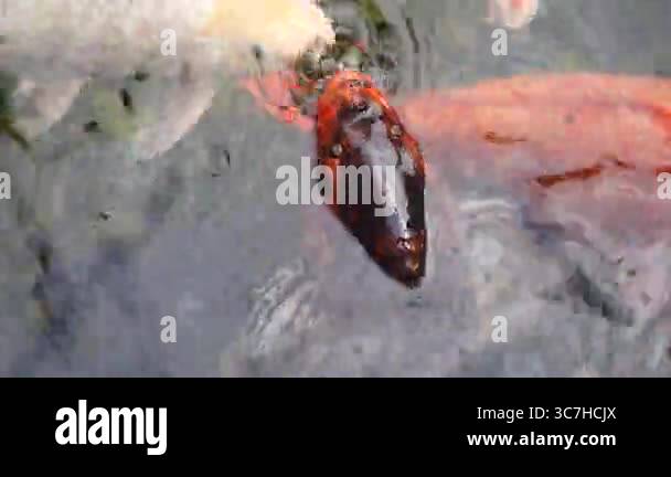 Close-up view of a group of colorful koi fish swimming in a pond ...