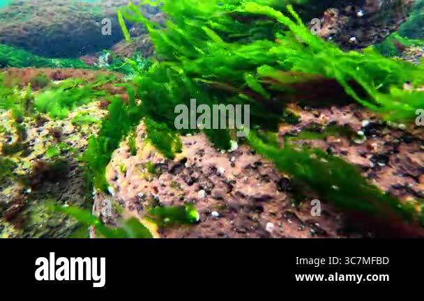 Polyphysa Algae Green algae Enteromorpha and Cladophora, Red algae Porphyra swing in ...