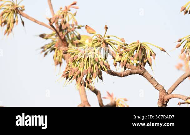 Madhuca longifolia flower in the tree. Its known as Mahua. This is ...