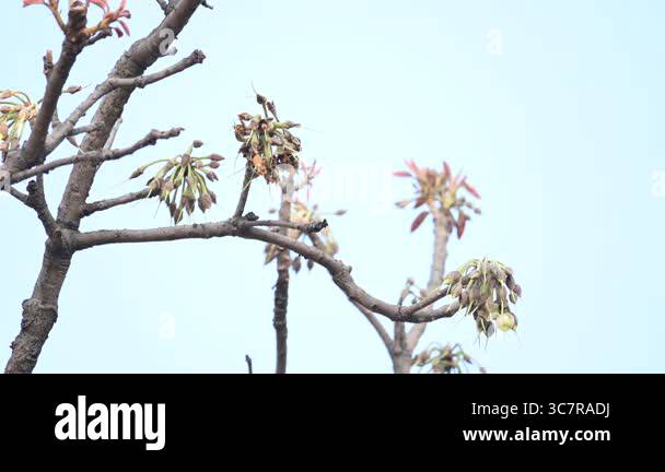Madhuca longifolia flower in the tree. Its known as Mahua. This is ...