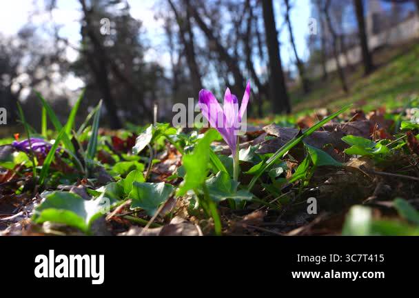 Close-up shot of a vibrant purple crocus flower emerging from the ...