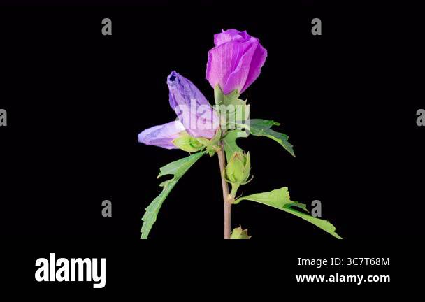 Beautigul Roses Hibiscus Blossoms. Opening Beautiful Pink Hibiscus Flowers on Black ...