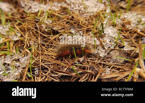Woolly bear caterpillar crawling on semi-frozen ground in early spring ...
