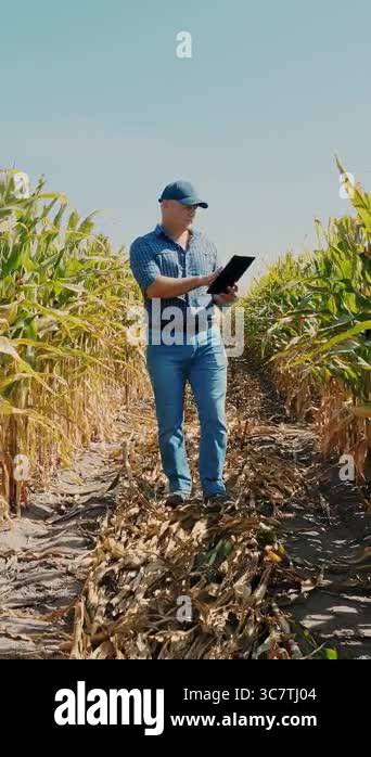 Corn plantation. cornfield. Farmer, with digital tablet, walking ...