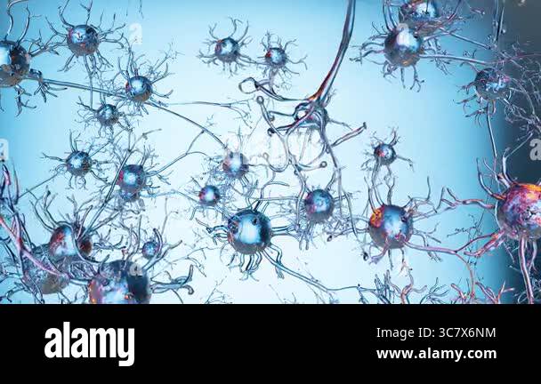 Human nervous system anatomy, Neurons or nerve cells, nerve ...