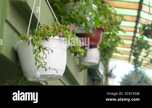 Image showcasing Colorful hanging planters showcase vibrant flowers above a green wall ...