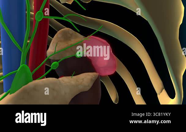 spleen and lymphatic system lymph nodes anatomy for medical concept 3D ...