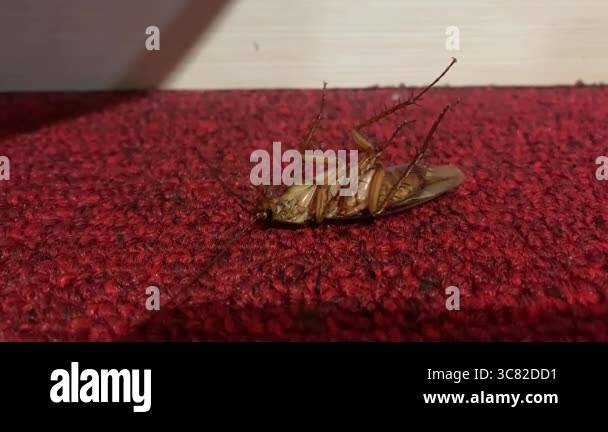 Dead pest Stock Videos & Footage - HD and 4K Video Clips - Alamy