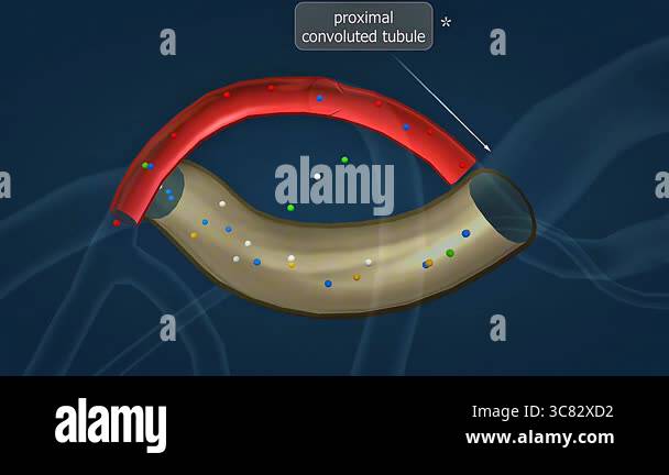 3D animation illustrates the anatomy and function of the proximal ...