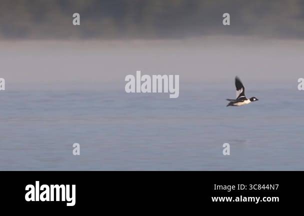 Drake goldeneye on spring Stock Videos & Footage - HD and 4K Video ...
