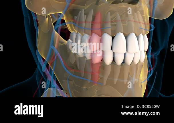 Human teeth canine teeth anatomy for medical concept 3D animation Stock ...