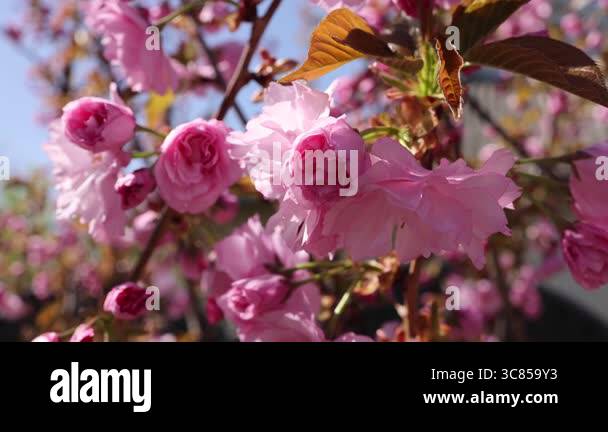 Beautigul Roses beautiful pink cherry blossom branches on tree, beautiful sakura ...