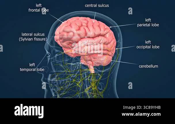 Brain Structure Animation 3D animation of the human brain showing its structure, major parts, and ...