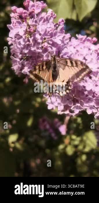 swallowtail butterfly. Papilio machaon. butterfly slow motion video ...
