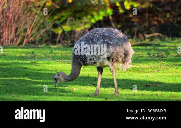 Lesser Rhea Wing Open Darwin's rhea, Rhea pennata, also known as the lesser rhea Stock Video ...