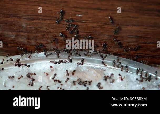 Ants eat poison mixed with sugar. Worker ants collect food. Ants died ...