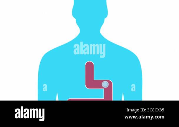 Flat medical animation of a pill moving through the digestive tract ...