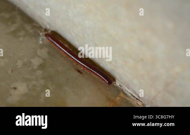 Insects Crawling on Wet Floor During Rainy Season | Monsoon Wildlife ...