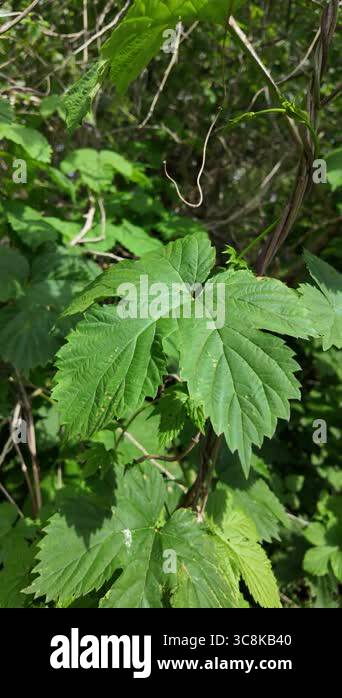 slow motion ivy leaves. green ivy stems and leaves. hop leaves. Hedera ...
