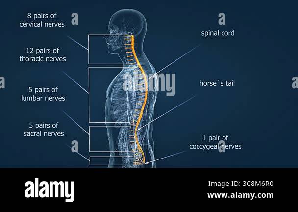 Spinal cord regions diagram Stock Videos & Footage - HD and 4K Video ...