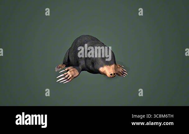 3D animation showing European mole anatomy, highlighting its muscles ...