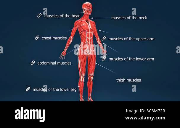 3D animation of human body muscles anatomy, illustrating major muscle ...