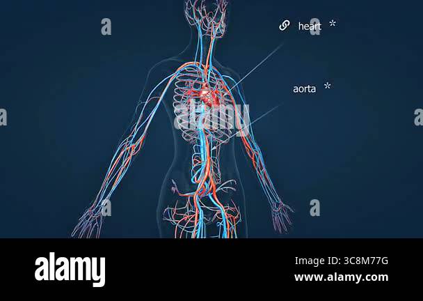 3D animation of the human cardiovascular system anatomy, illustrating ...