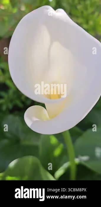 White calla flower swaying in the wind. High quality 4k footage Stock ...