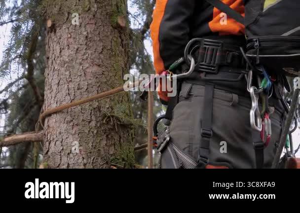 Lumber Jack Ropes DRESDEN, GERMANY - 25. November 2023: Logger climbing on a tree with a ...