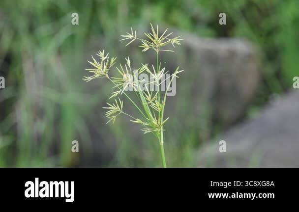 Cyperus rotundus grass. Its common names coco grass,Java grass,nut ...